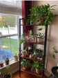 SALE! 4 Tier Ladder Shelf Stand Storage Rack Vintage Bookshelf Bookcase Plant Stand