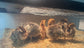 Egg Incubator with Automatic Egg Turning Can Hatch Chickens Quail Ducks Poultry Bird