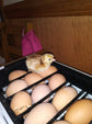Egg Incubator with Automatic Egg Turning Can Hatch Chickens Quail Ducks Poultry Bird